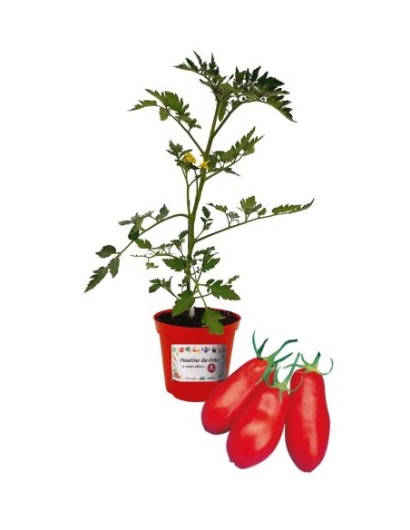 Pomodoro san marzano innestato (vaso diametro 14)
