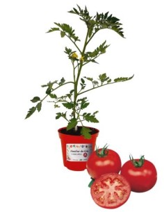 Pomodoro tondo innestato (vaso diametro 14)