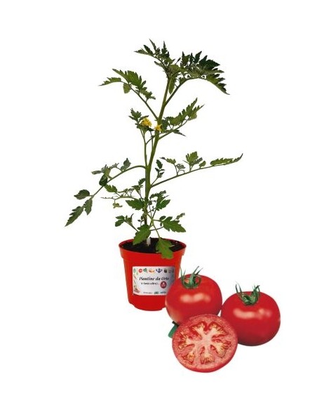 Pomodoro tondo innestato (vaso diametro 14)