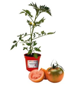 Pomodoro camone innestato (vaso diametro 14)
