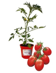 Pomodoro cencara innestato (vaso diametro 14)