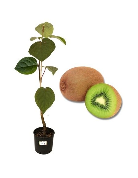 KIWI ARGUTA MASCHIO VASO 2L