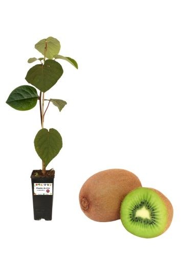 Kiwi autofertile - ACTINIDA ARGUTA