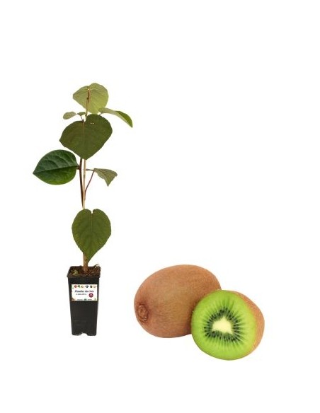 Kiwi Arguta issai (autofertile) Vaso 2L