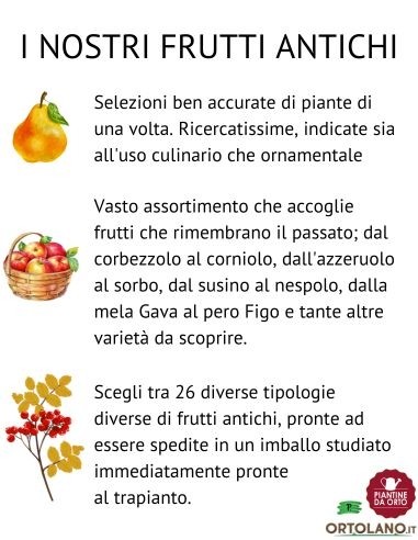 Lampone rosso senza spine