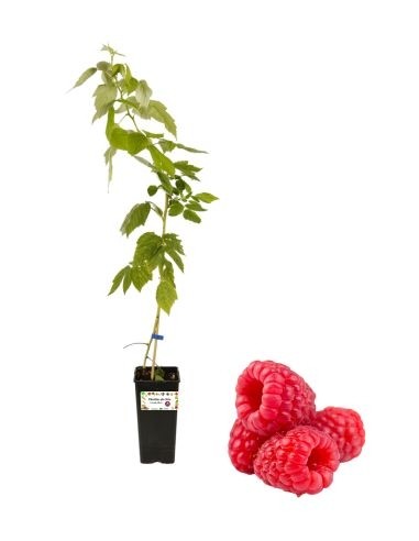 Lampone rosso precoce vaso 2lt