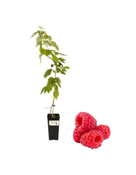 Lampone rosso precoce vaso 2lt