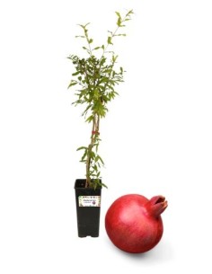 MELOGRANO MOLLAR ROSSO