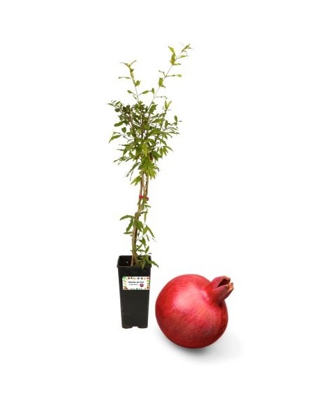 MELOGRANO MOLLAR ROSSO