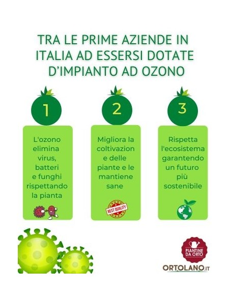 MELOGRANO MOLLAR ROSSO