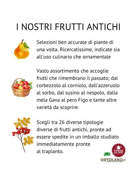 Mirtillo gigante precoce