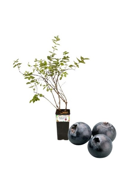 Mirtillo gigante tardivo