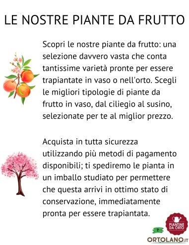 Mirtillo gigante tardivo