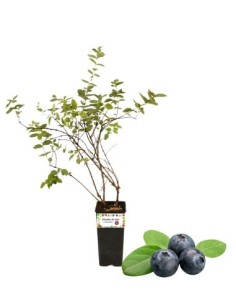 Mirtillo Americano Frutto Piccolo