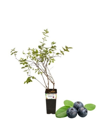 Mirtillo gigante medio