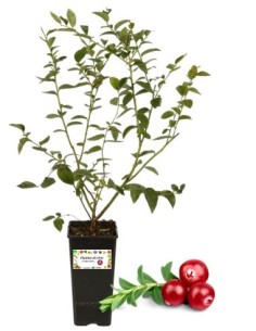 Mirtillo rosso americano