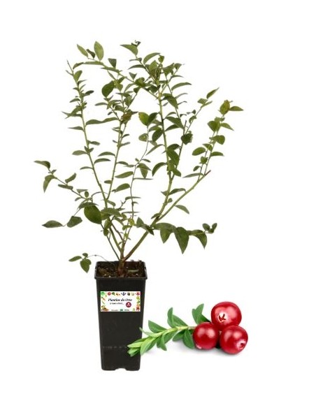 Mirtillo rosso americano