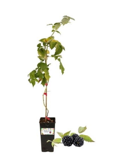 Mora Evergreen senza spine