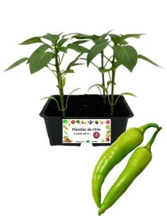 Peperone aceto pack da 4 piantine