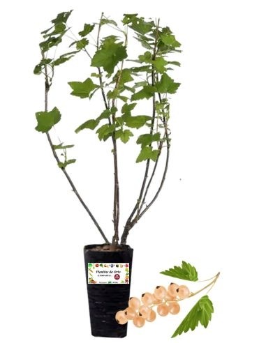 Ribes bianco