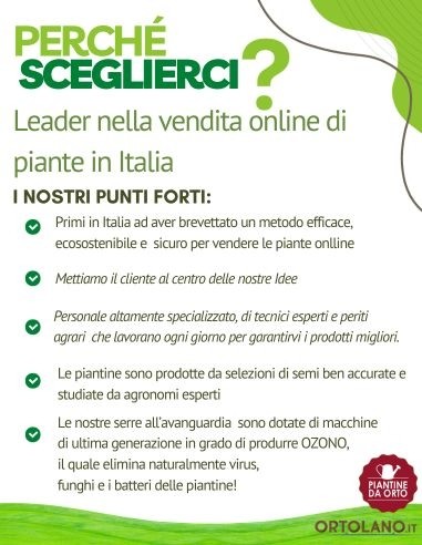 Peperone aceto pack da 4 piantine