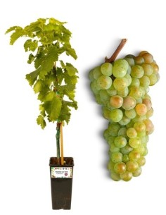 Sultanina - Apirene dorata