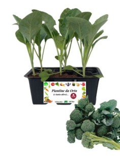 BROCCOLO VERDE DA RICACCI pack da 6 piante