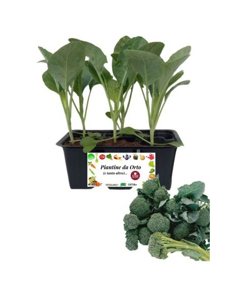 BROCCOLO VERDE DA RICACCI pack da 6 piante