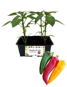 Peperone corno pack da 4 piante