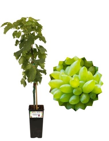 Pizzutello bianco