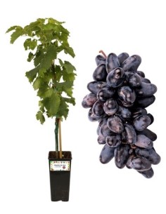 Pizzutello nero (come Black Magic)