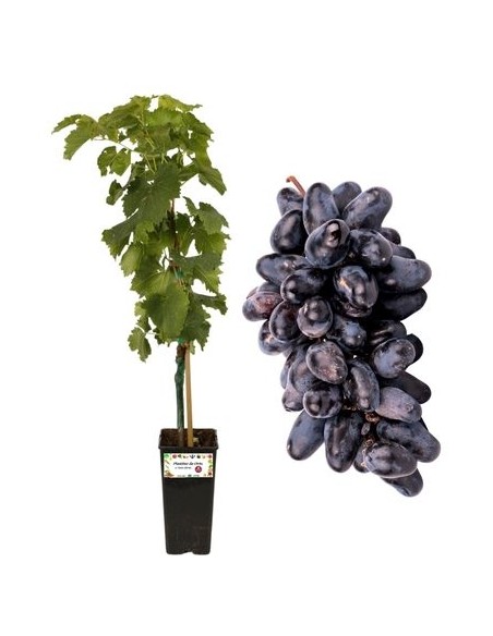 Pizzutello nero (come Black Magic)