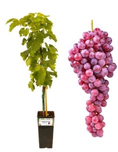 Sultanina - Apirene rosata