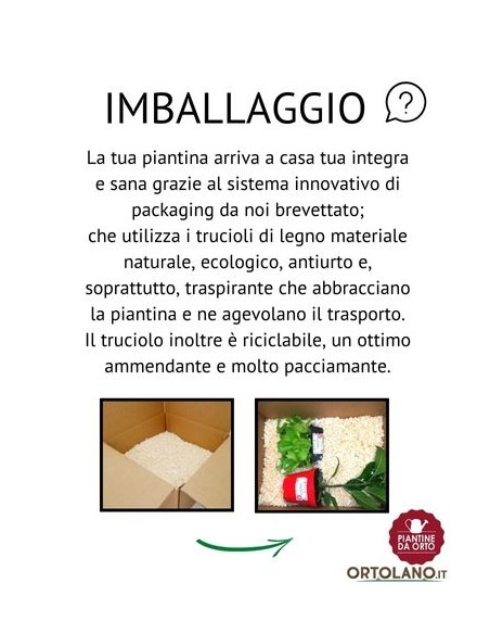 Peperone monchetto pack da 4 piantine