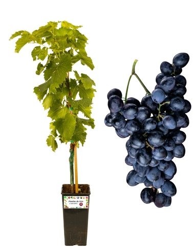 Uva fragola nera