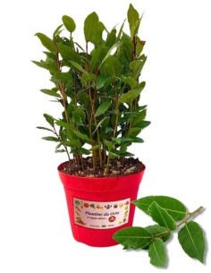 Alloro vaso diametro 14