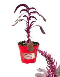 Amaranto vaso diametro 14