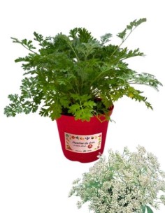 Anice vaso diametro 14