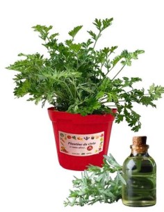 Assenzio vaso diametro 14