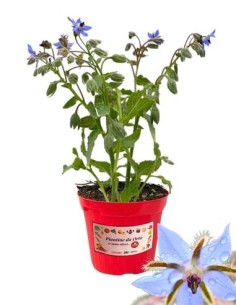 Borragine vaso diametro 14