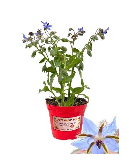 Borragine vaso diametro 14