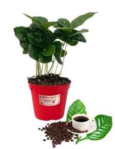 Caffè vaso diametro 14