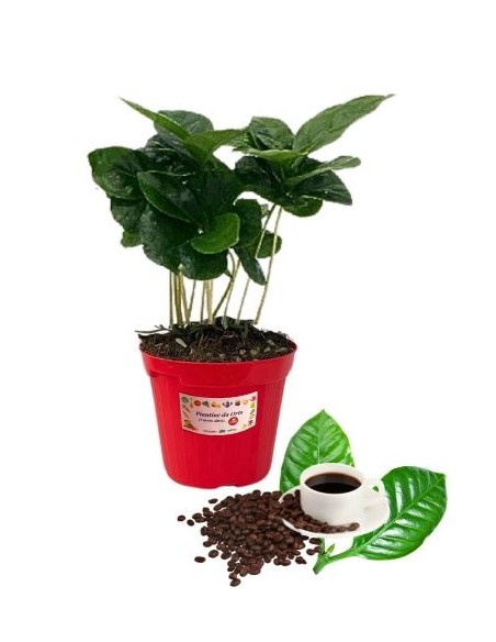 Caffè vaso diametro 14