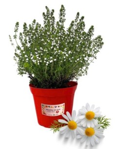 Camomilla Romana vaso diametro 14