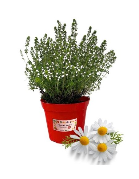 Camomilla Romana vaso diametro 14