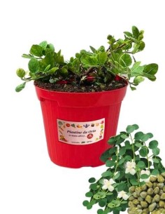 Cappero vaso diametro 14