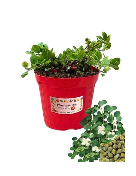 Cappero vaso diametro 14