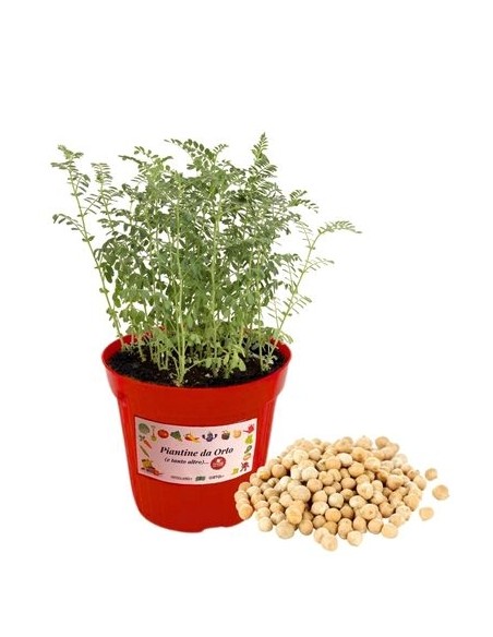 CECE vaso diametro 14