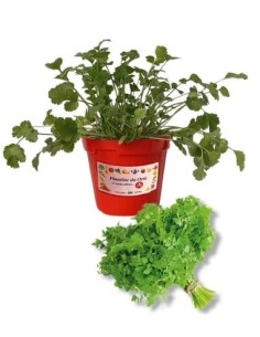 Cerfoglio vaso diametro 14