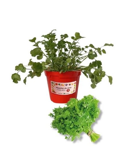 Cerfoglio vaso diametro 14